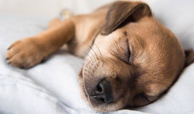 Cute puppy sleeping on the bed