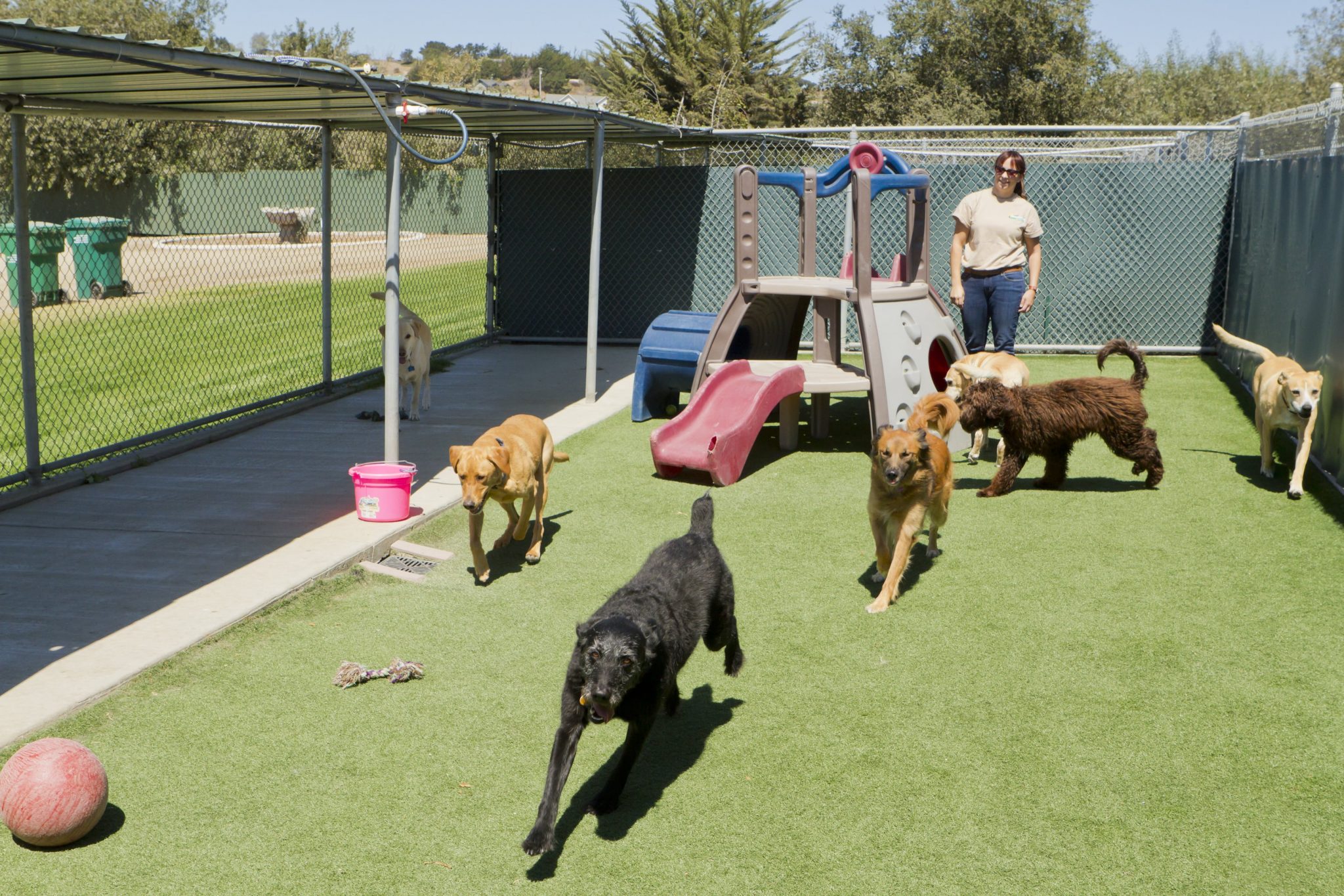Top 10 Reasons for Dog Boarding | Canine Country Club