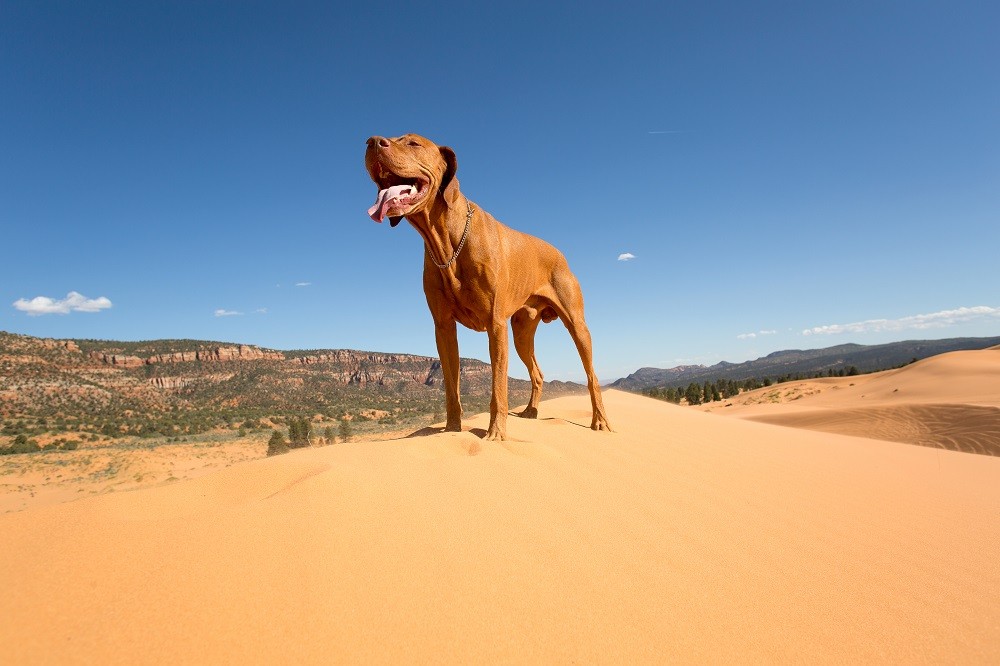 Ways to Prepare Your Dog for Arizona Summers