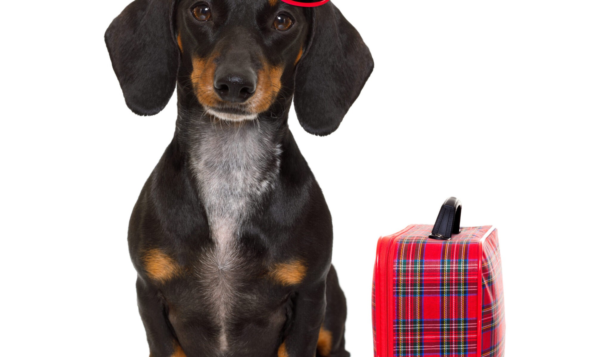 a dachshund with red sunglasses on his head next to a suitcase