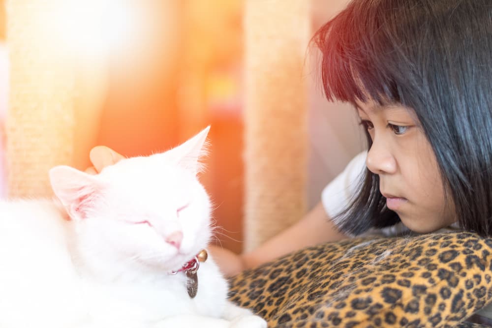 a white cat with a red collar receiving pets from a young girl