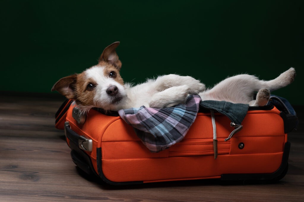 Canine Country Club & Feline Inn featuring a Jack Russell Terrier relaxing in Phoenix, AZ