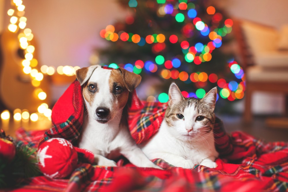 A dog and cat lay next to each other in front of holiday decorations at Canine Country Club AZ
