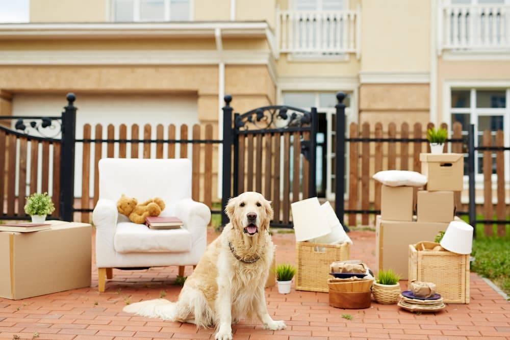 shutterstock 708732331 min doggy in front of house with various pieces of furniture