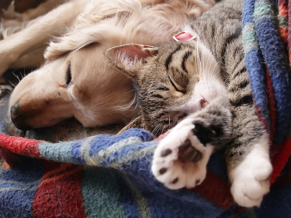 Dog and cat sleeping next to each other