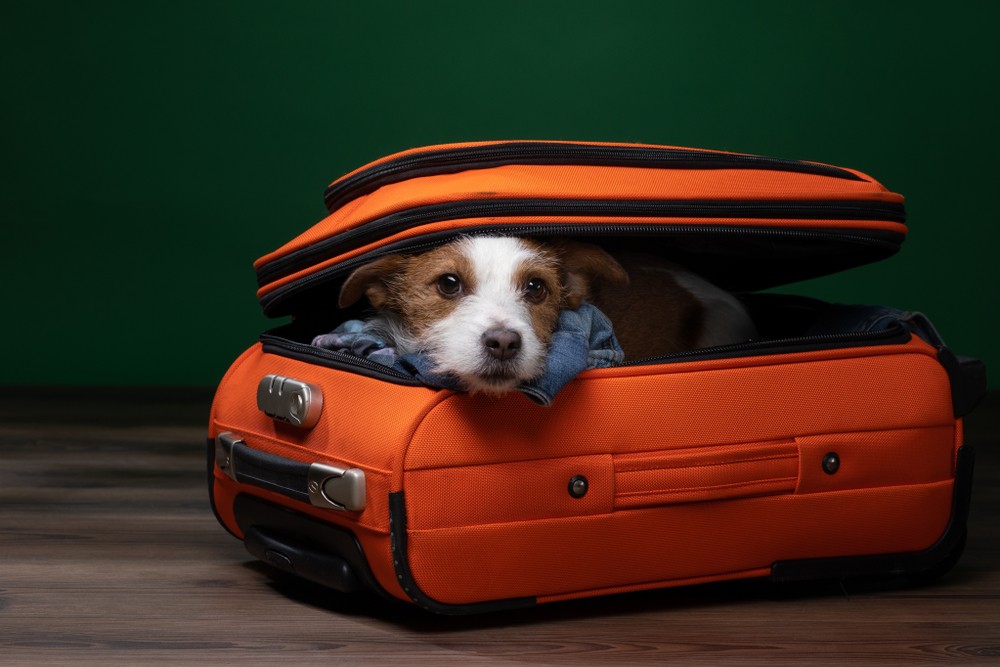 A small dog in a suitcase upset their owners are leaving for vacation
