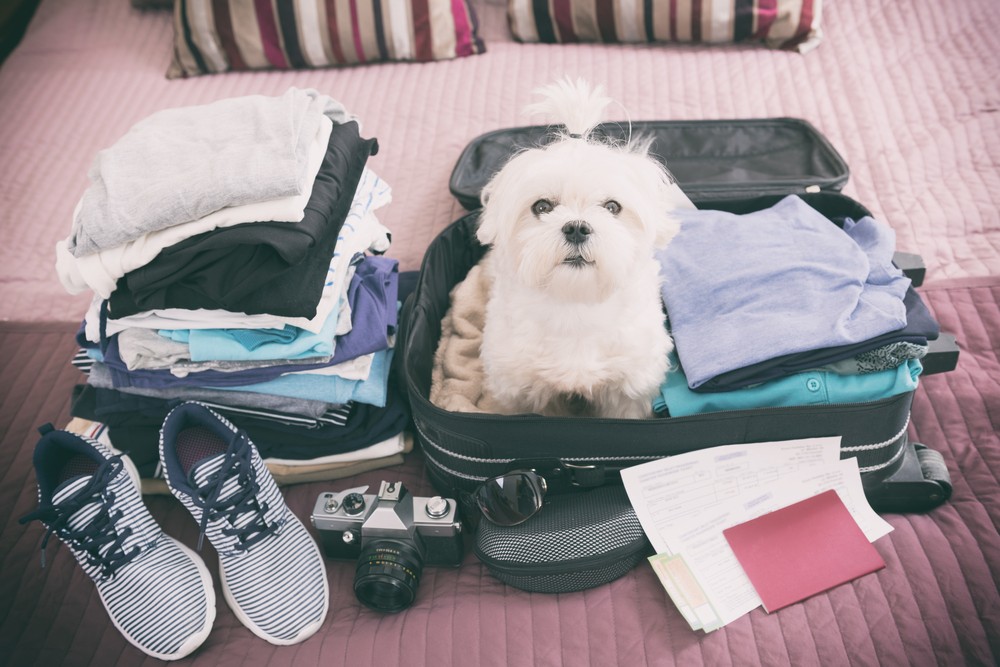 A small dog in a suitcase