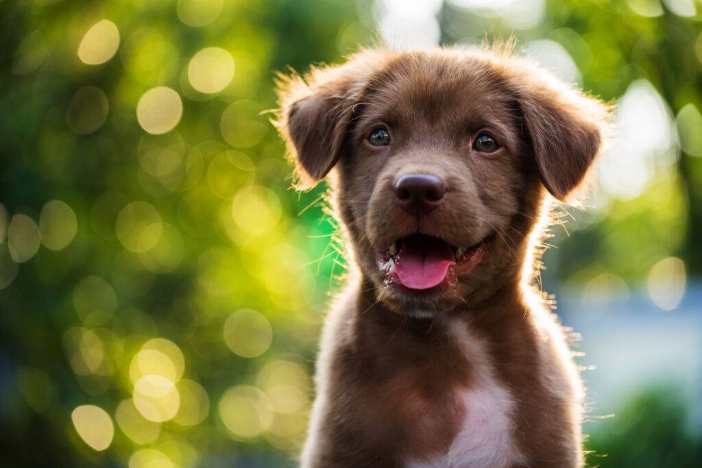 shutterstock 708732331 min Portrait of brown puppy with bokeh background