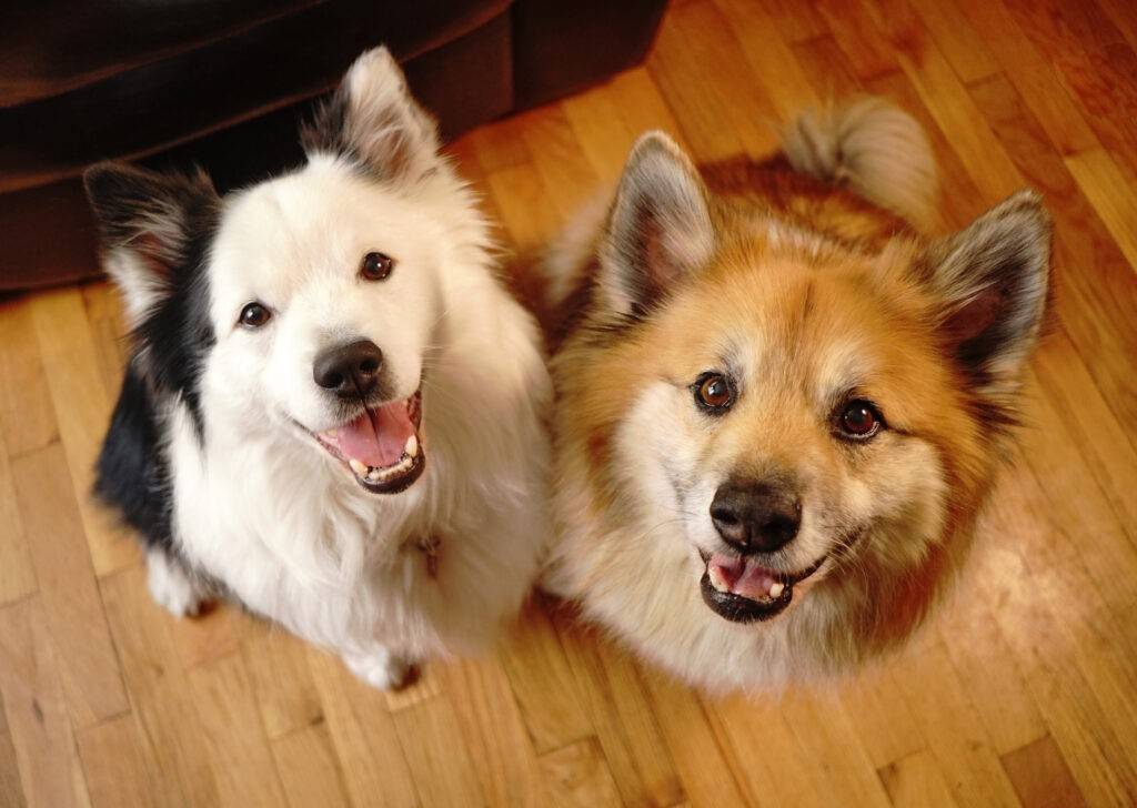 shutterstock 708732331 min Two Canine Dog Companions Look at the Camera