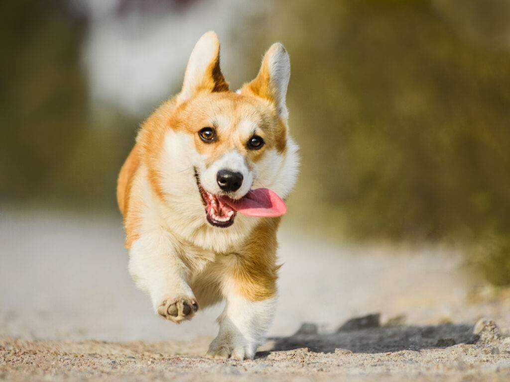 dog boarding phoenix frolicking dog Funny face Welsh Corgi Pembroke running with tongue out