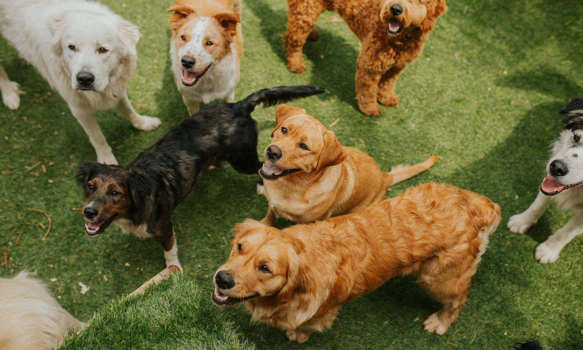 many different types of dogs on a grass fields