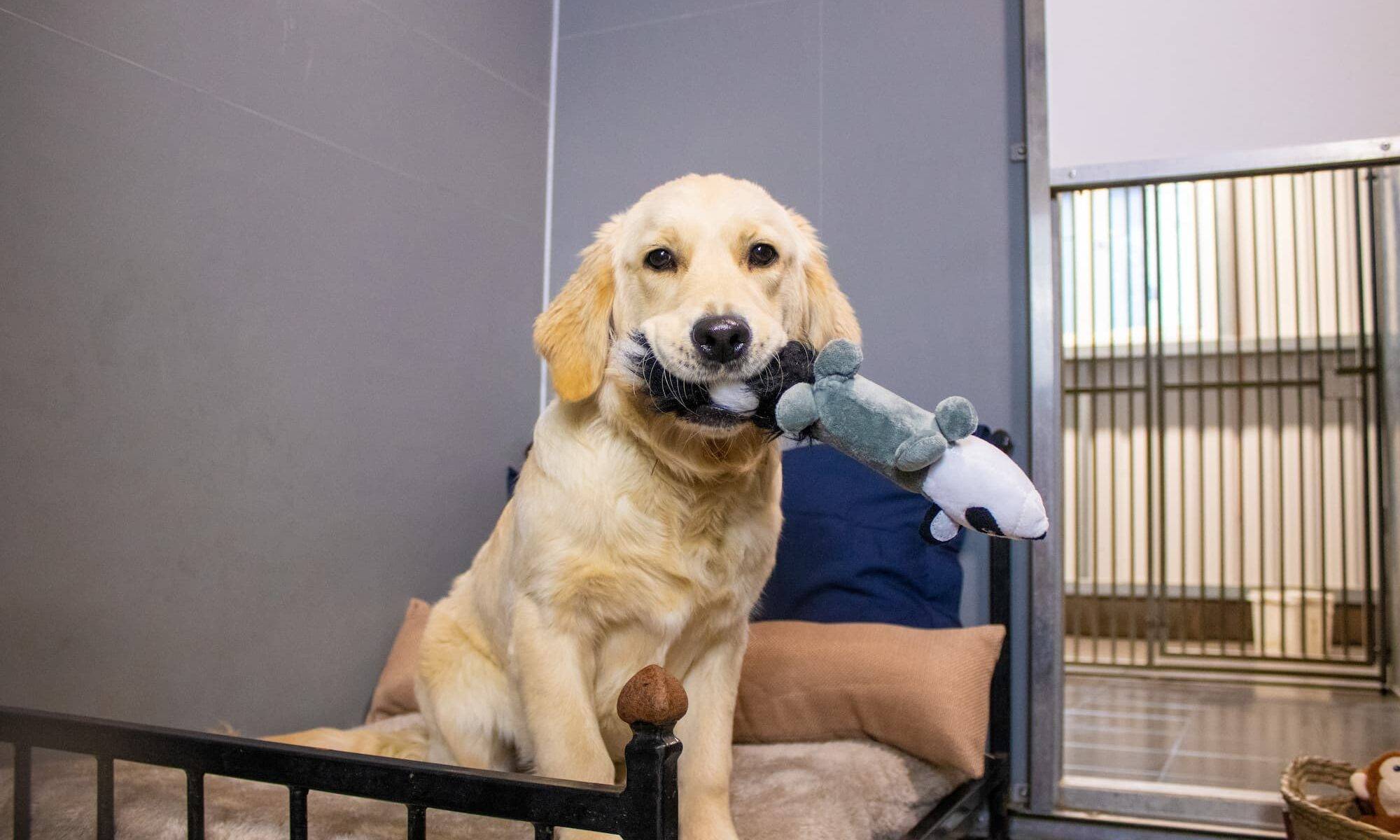 a golden lab sitting on a comfy dog bed holding a toy in his mouth