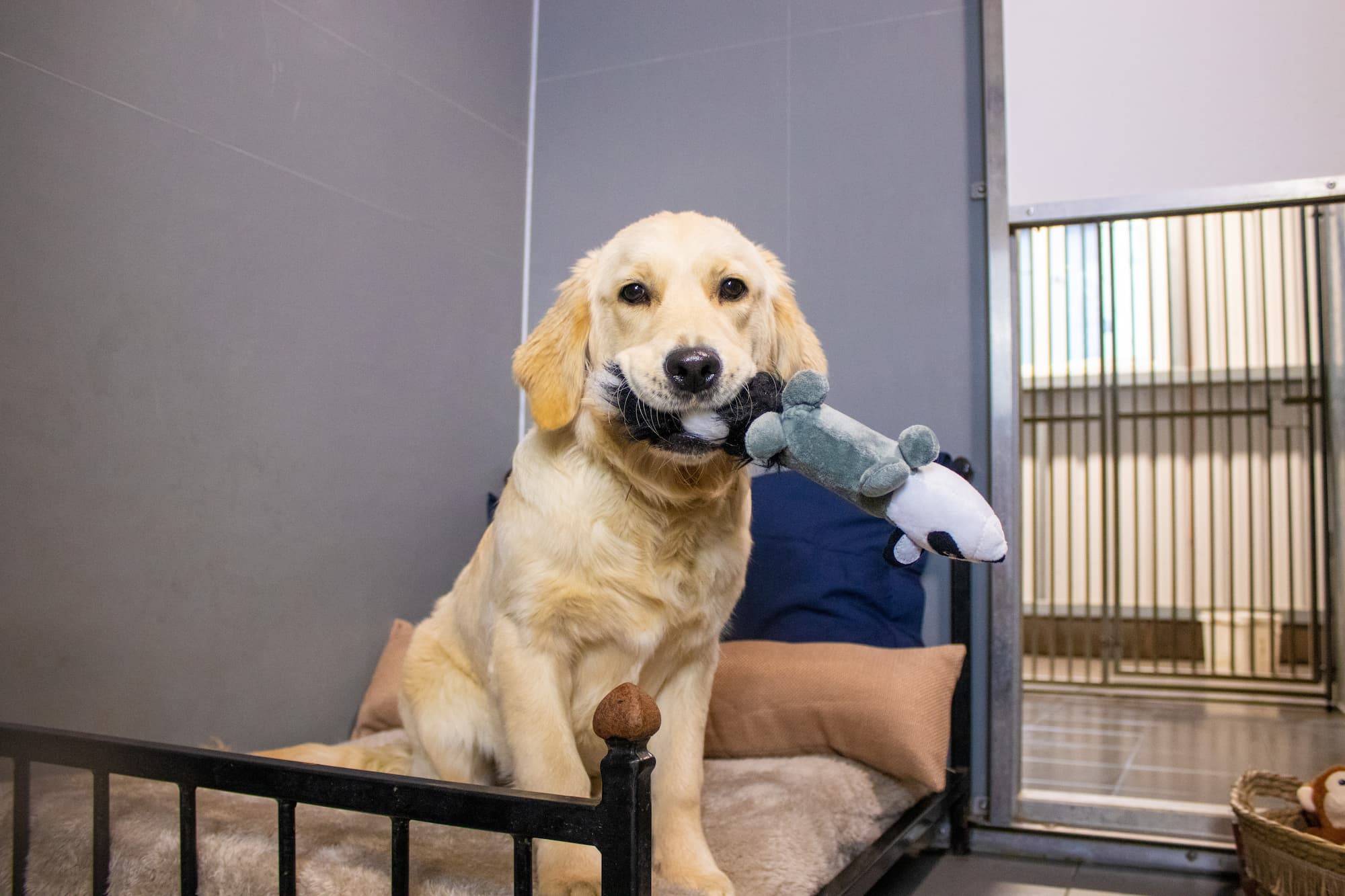How Long Can I Board My Dog While on Vacation 1 a golden lab sitting on a comfy dog bed holding a toy in his mouth